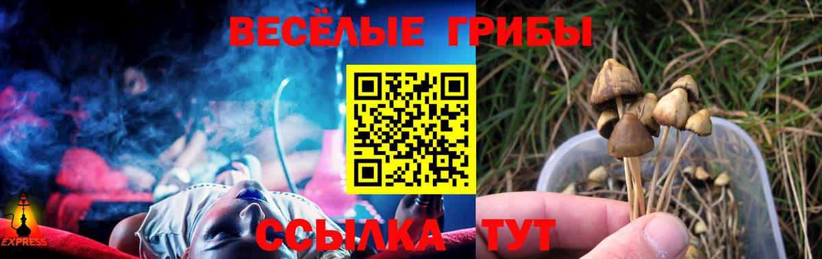 Галлюциногенные грибы Psilocybe  Вход с VPN  Красный Сулин 